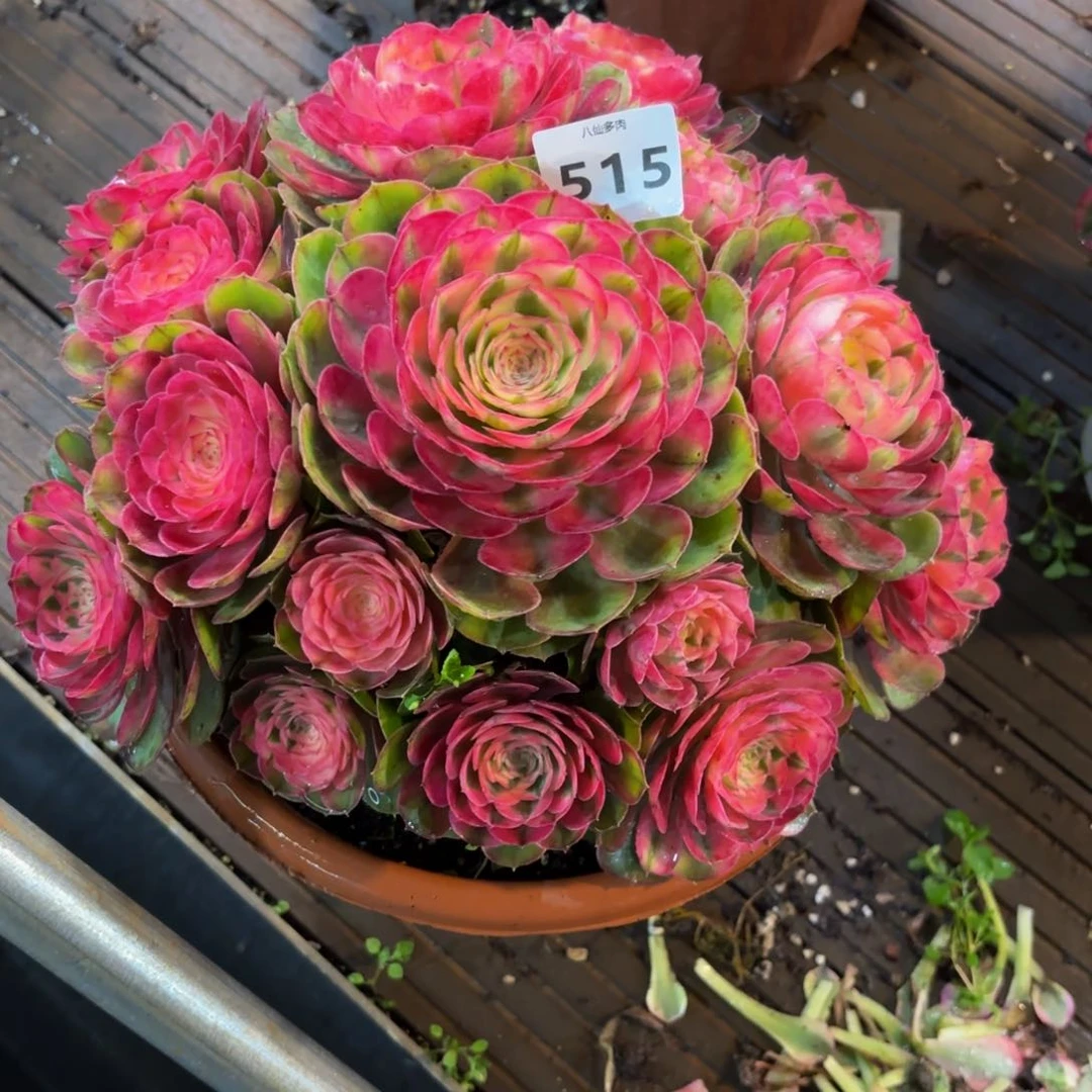 薰*草515多肉植物荔枝