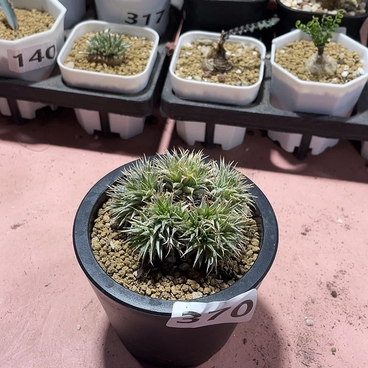 370玻利维亚坨坨凤