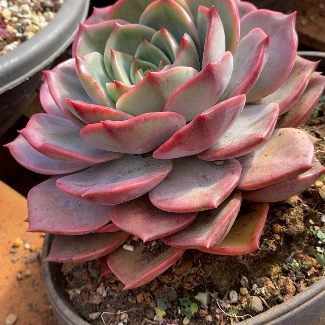 多肉植物韩版宽肥叶安吉丽娜