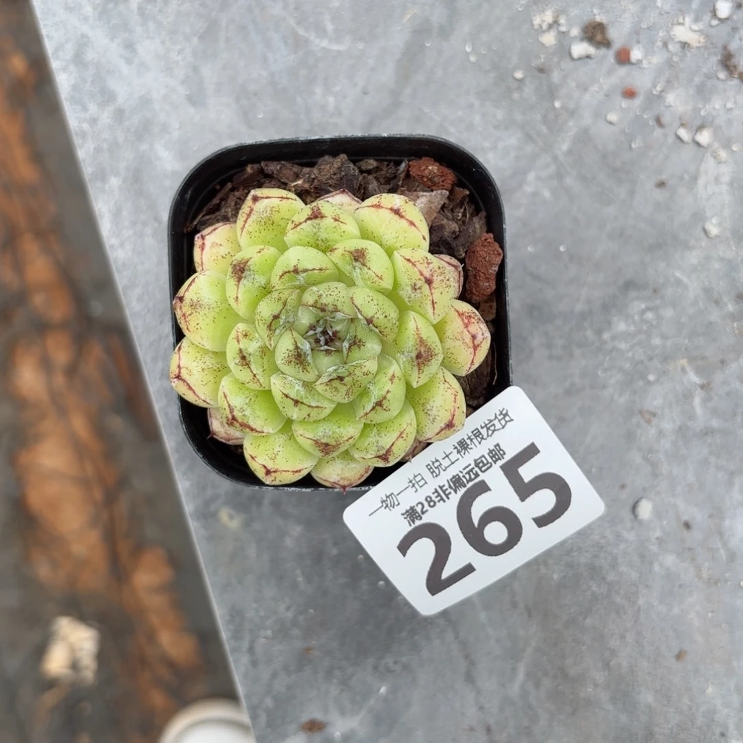 赤水晶无盆土发货