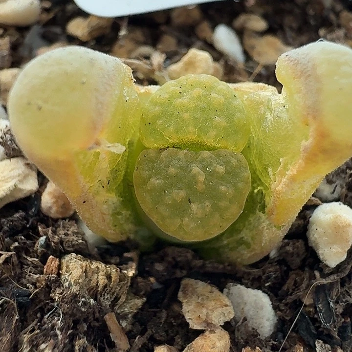 老马生石花磁铁2016