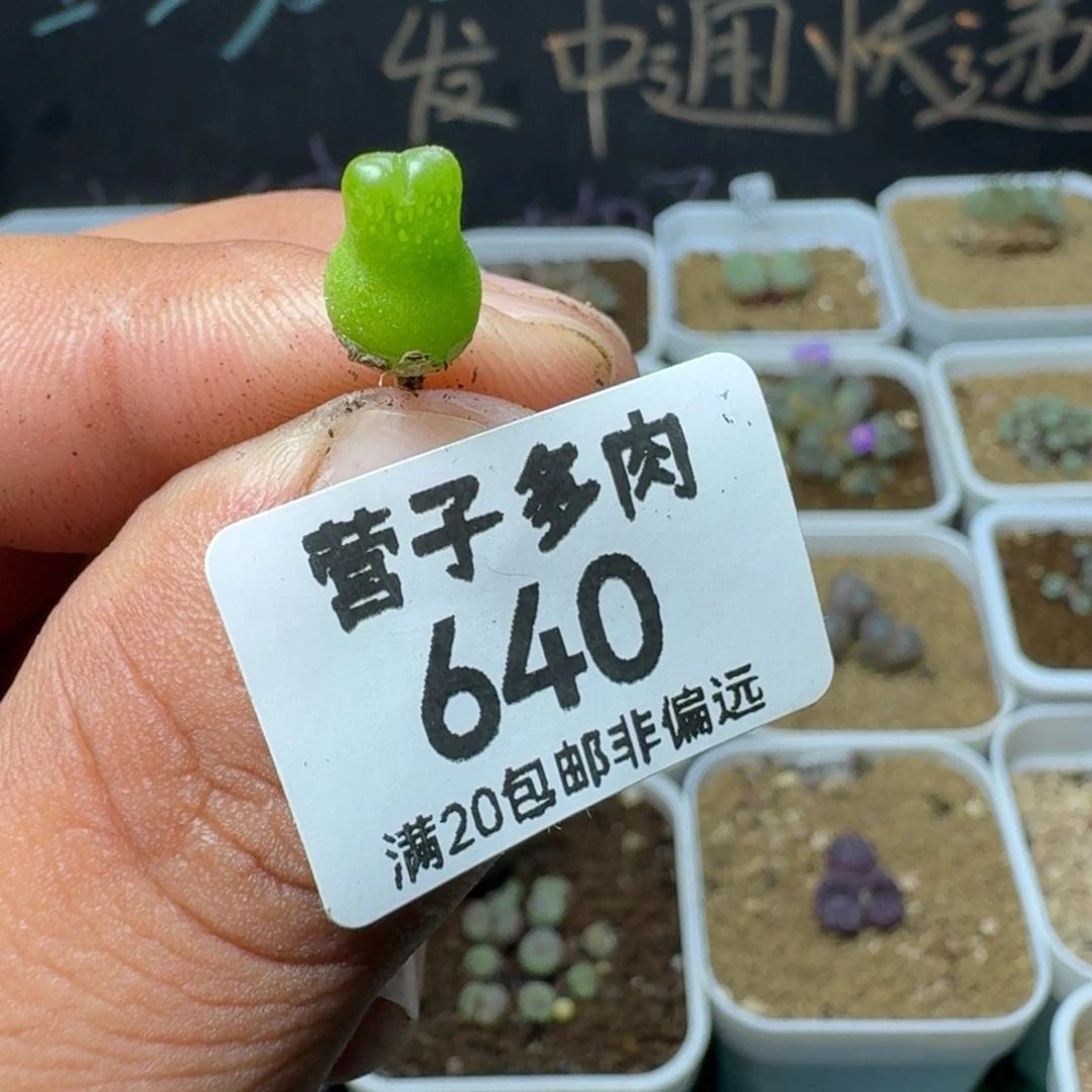 d***u小葫芦