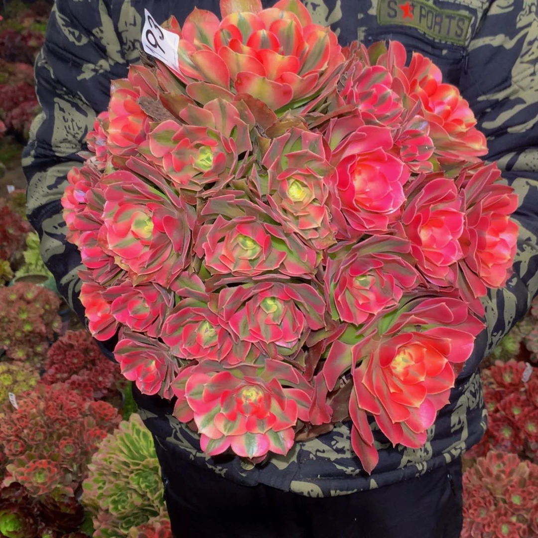 法师多肉植物193