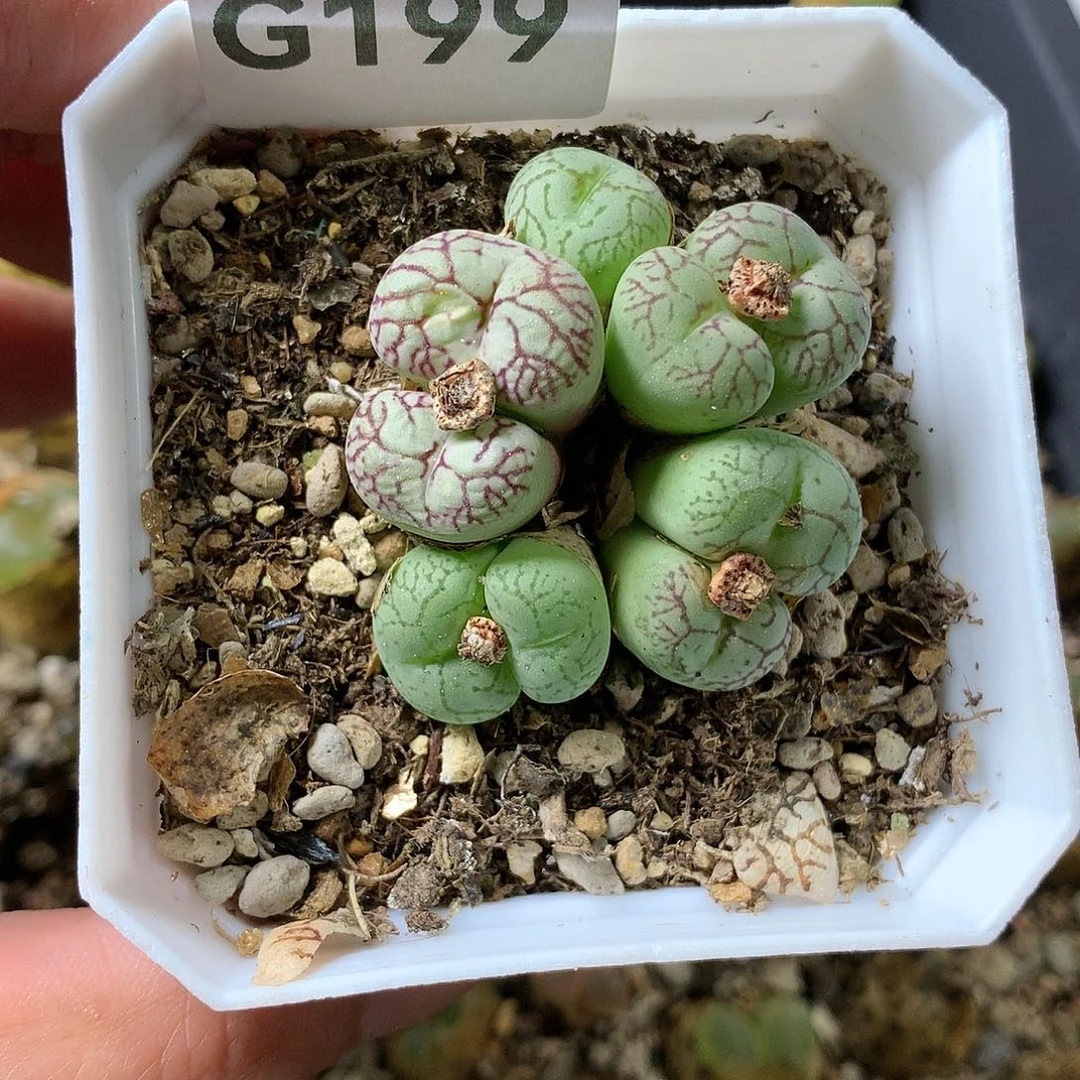 蔡*悦G199多肉植物保护