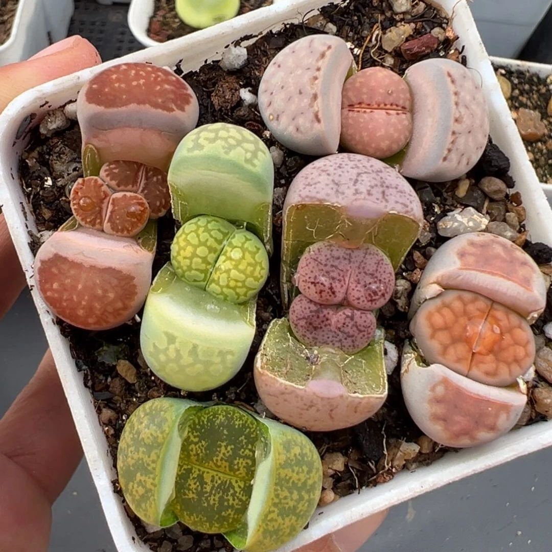 2.7好看的多肉766