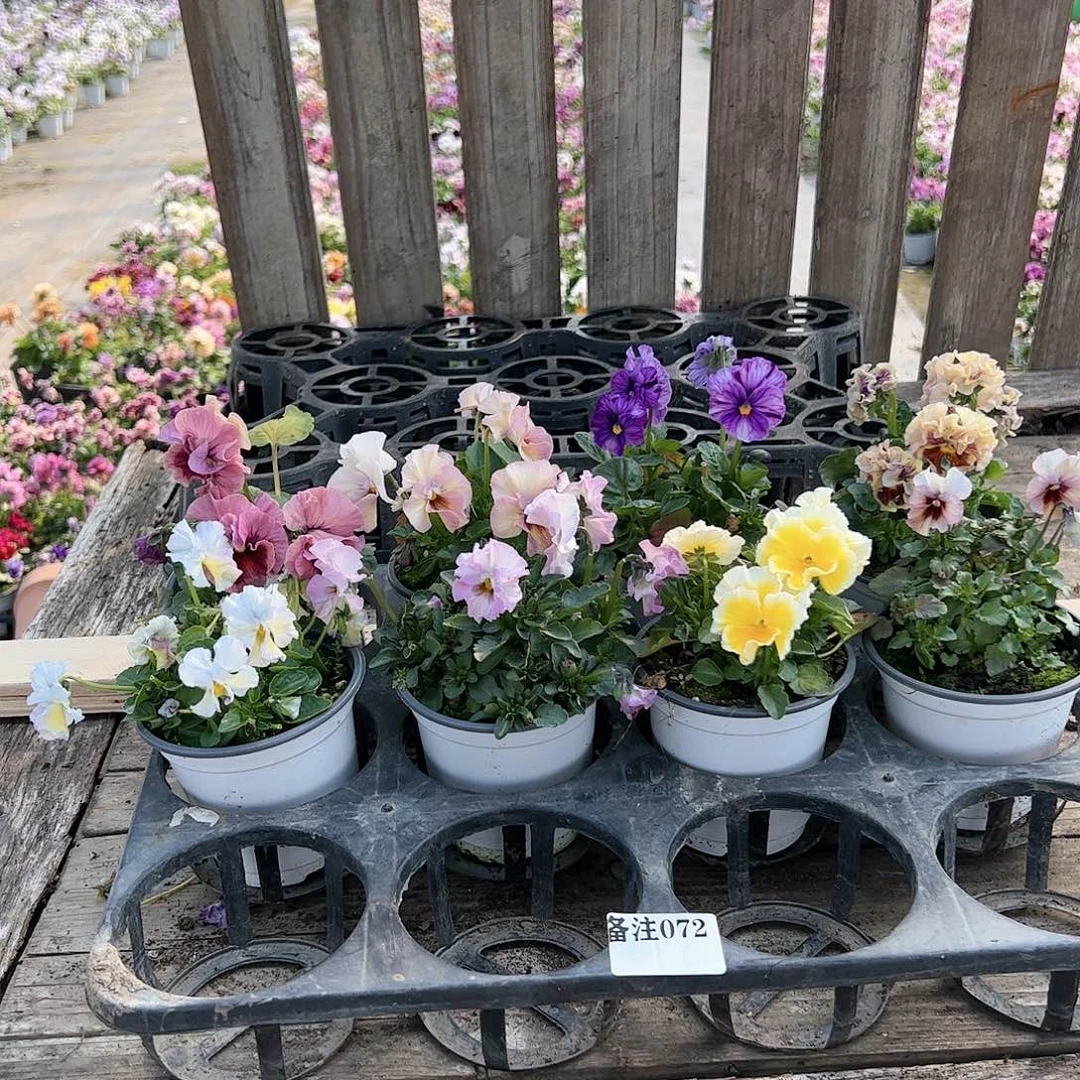 【闪购商品】072号