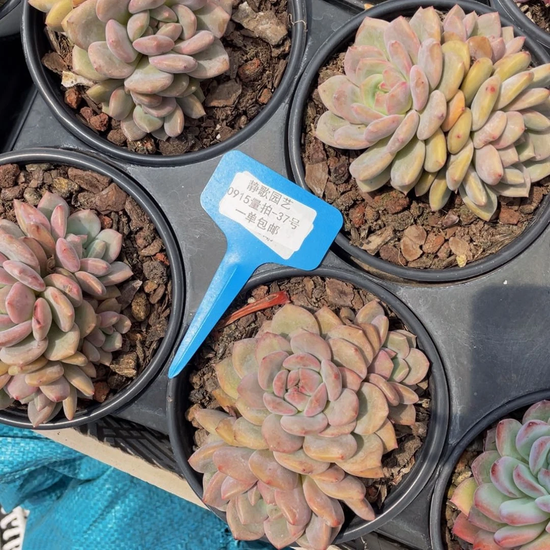 0915-37-凌雪群生一颗