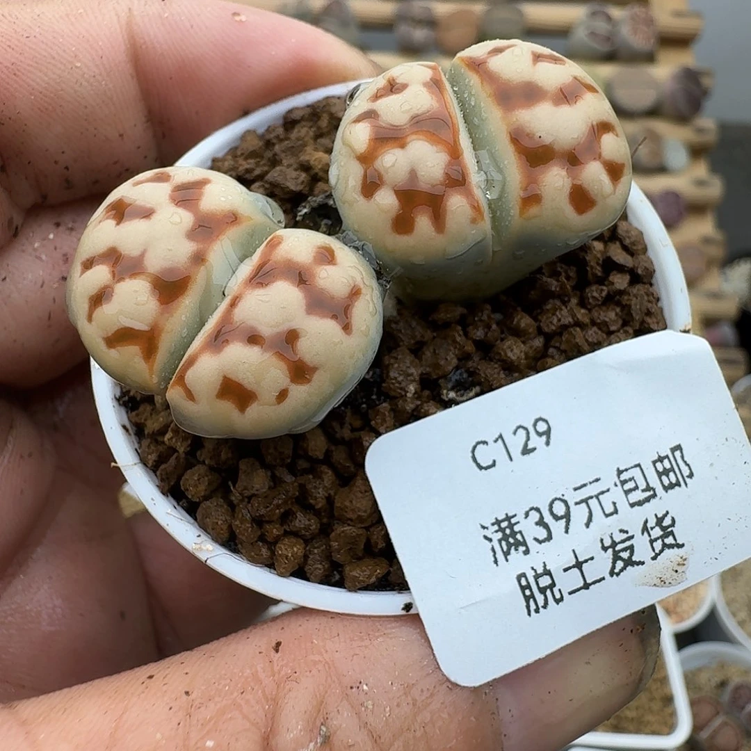 129多肉哈哈哈哈哈哈哈