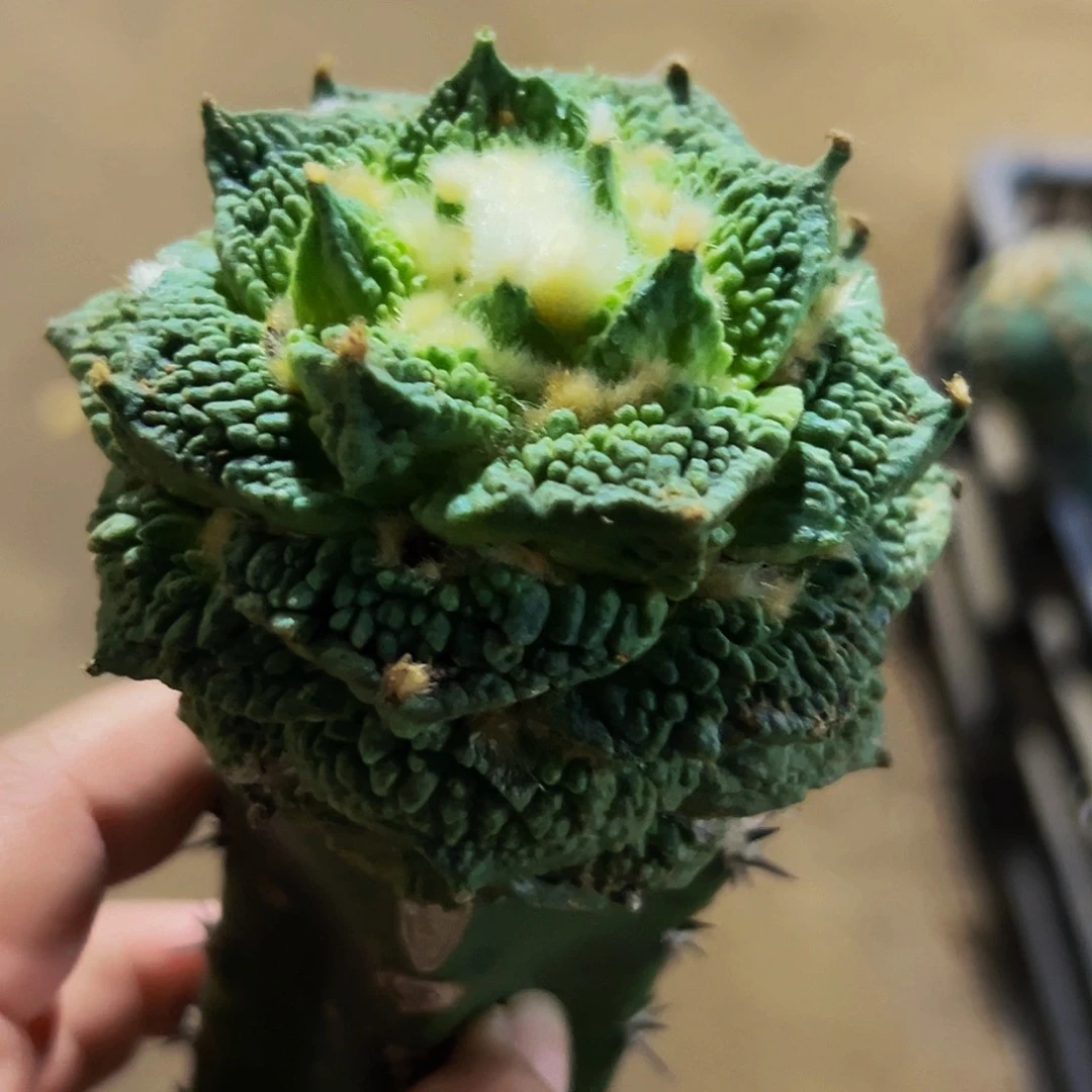 无花朵福利尖尤颗粒怒涛牡丹149