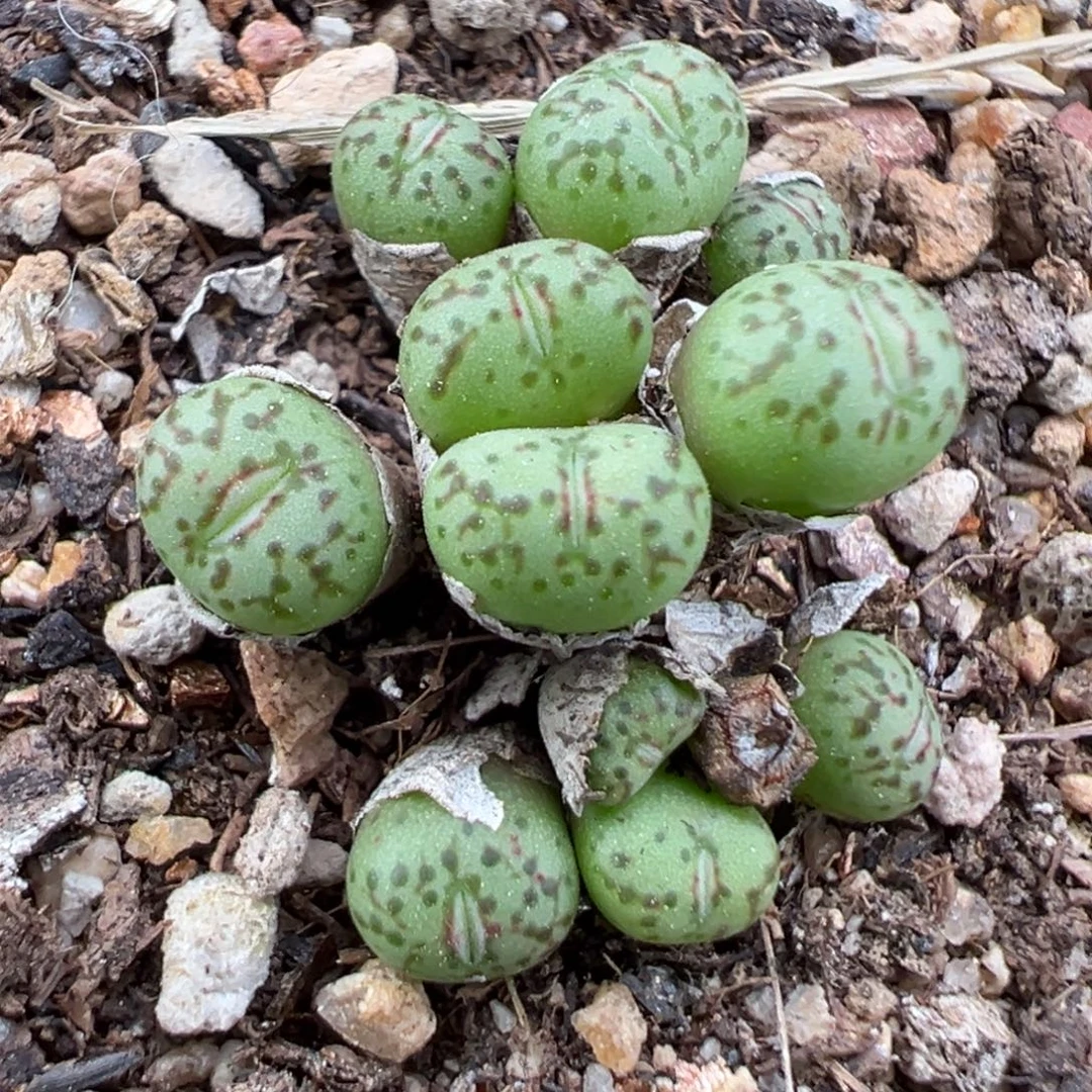 9.29好看的多肉脱土发货155