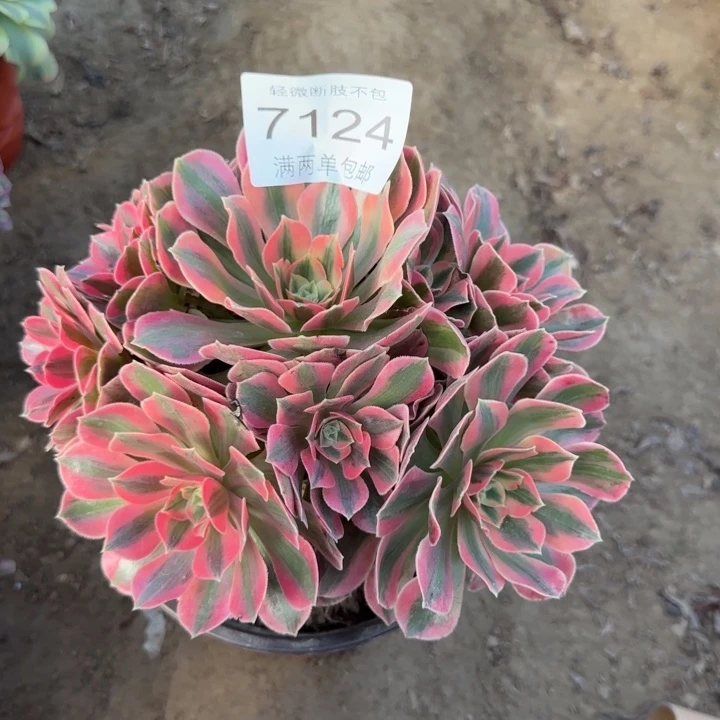 7124女妖多肉植物