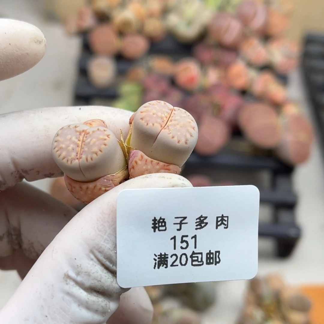 秋*玉151号一颗粉色饼干