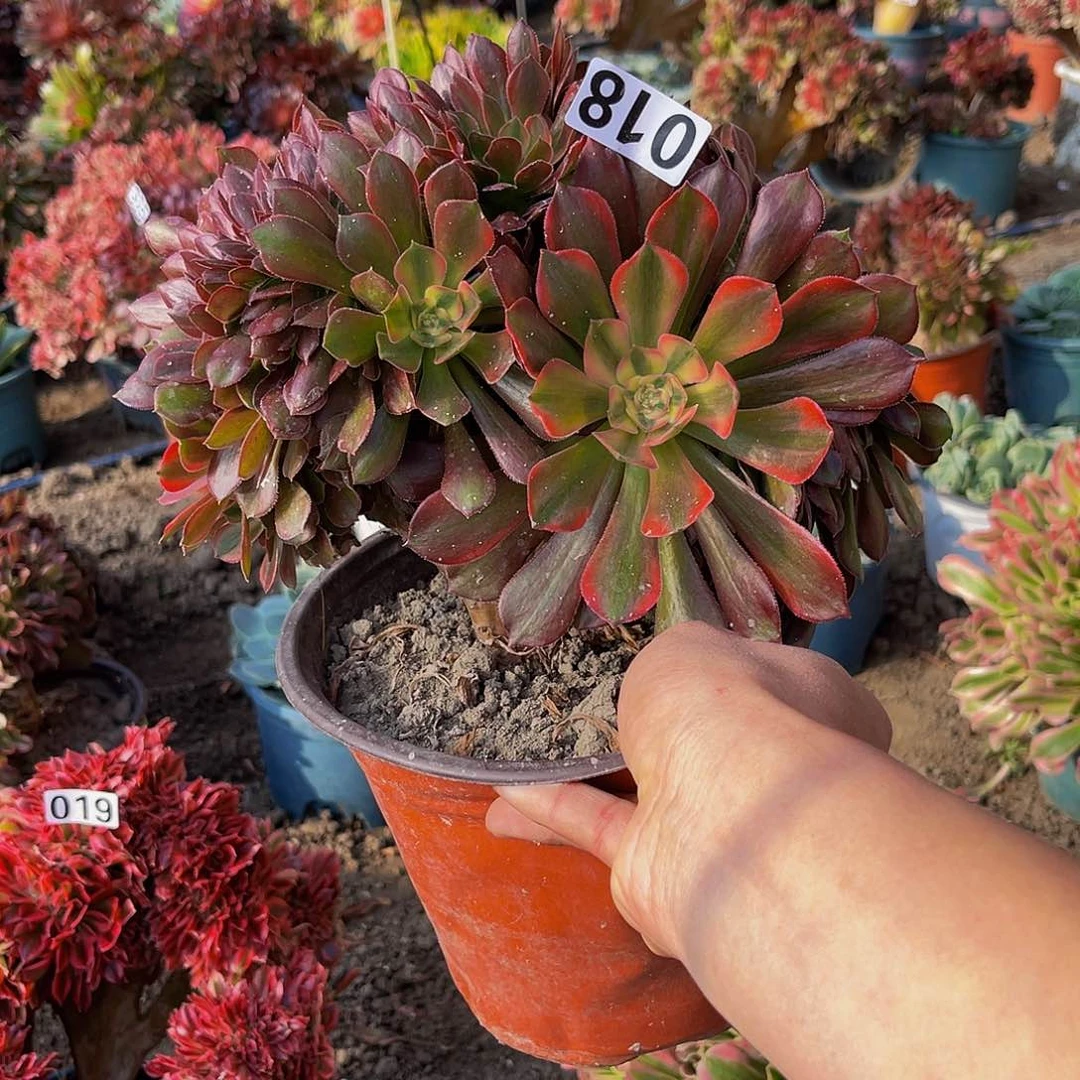 法师法师15–17包邮法师