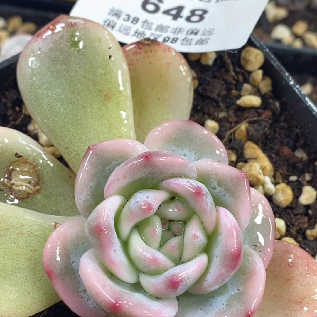 P****.648梦露锦底座带侧芽