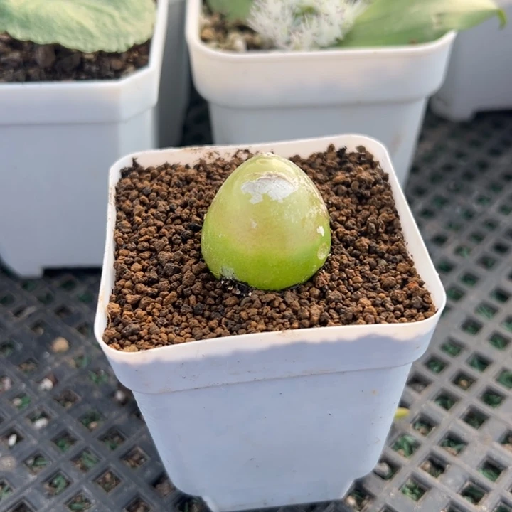 灯泡，一物一拍，脱土