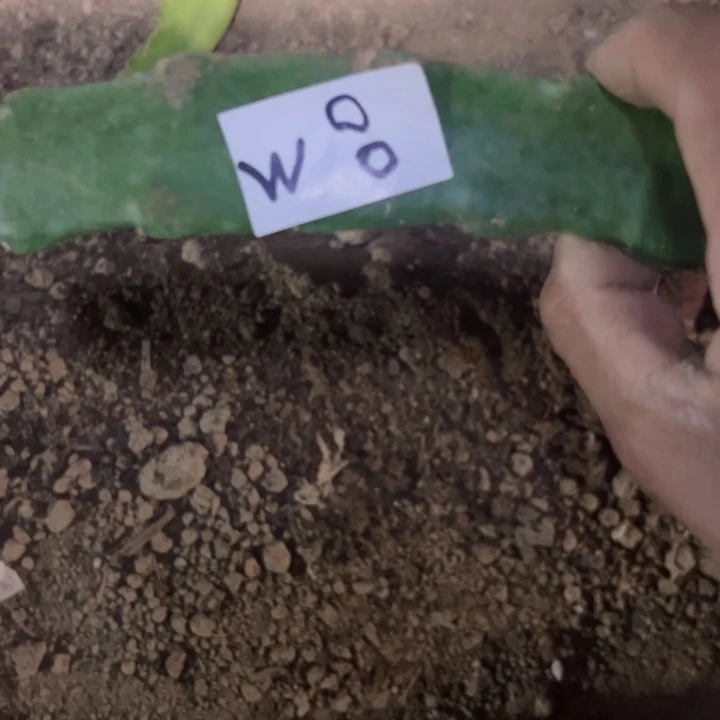 冰**洁W8青龙火龙果枝条一根1