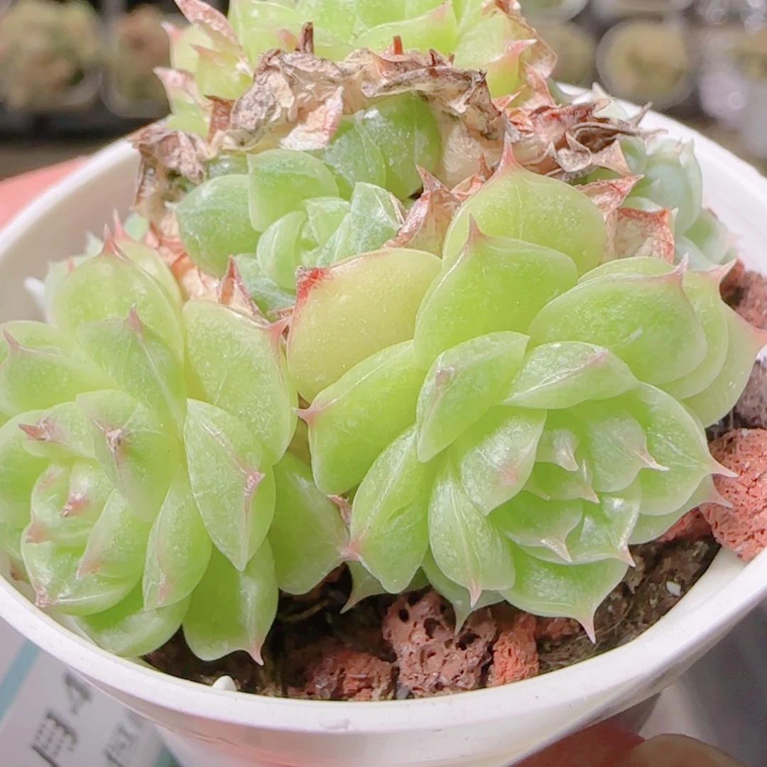 维***妮花语逸镜1104-331散