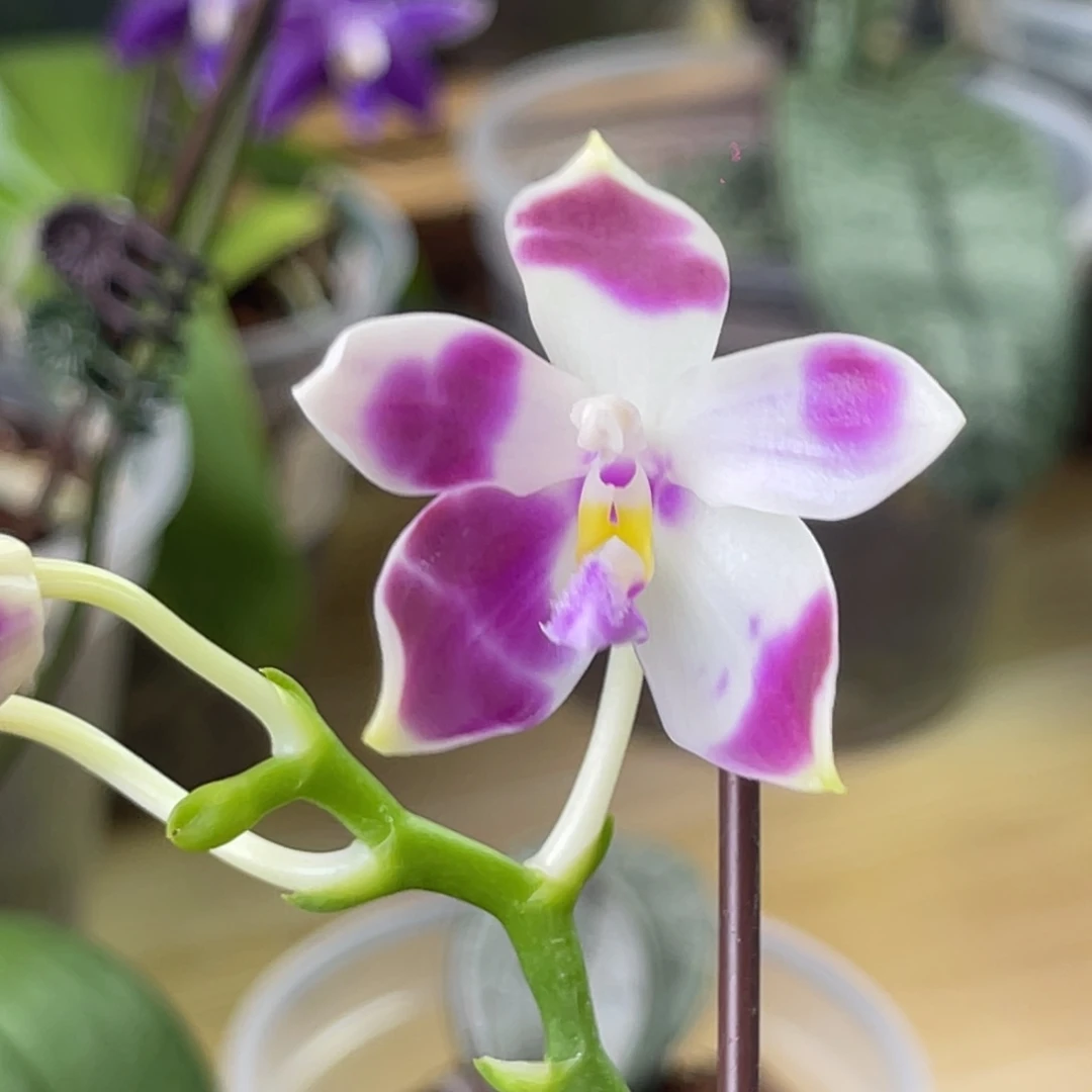 完全开放SWR雨点-1173