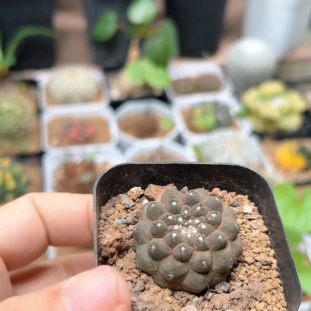 常***柳无花朵蜥蜴皮自根3.1CM