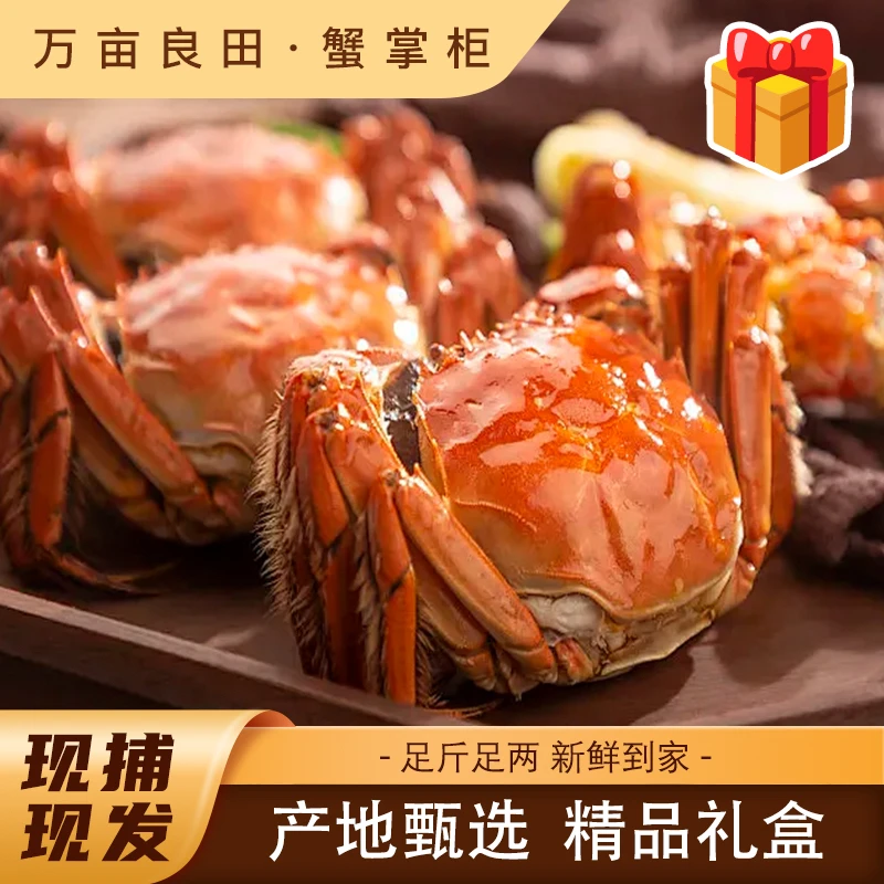 【精品活蟹礼盒装】-大闸蟹/母+公/2.5-5两/八只/十只