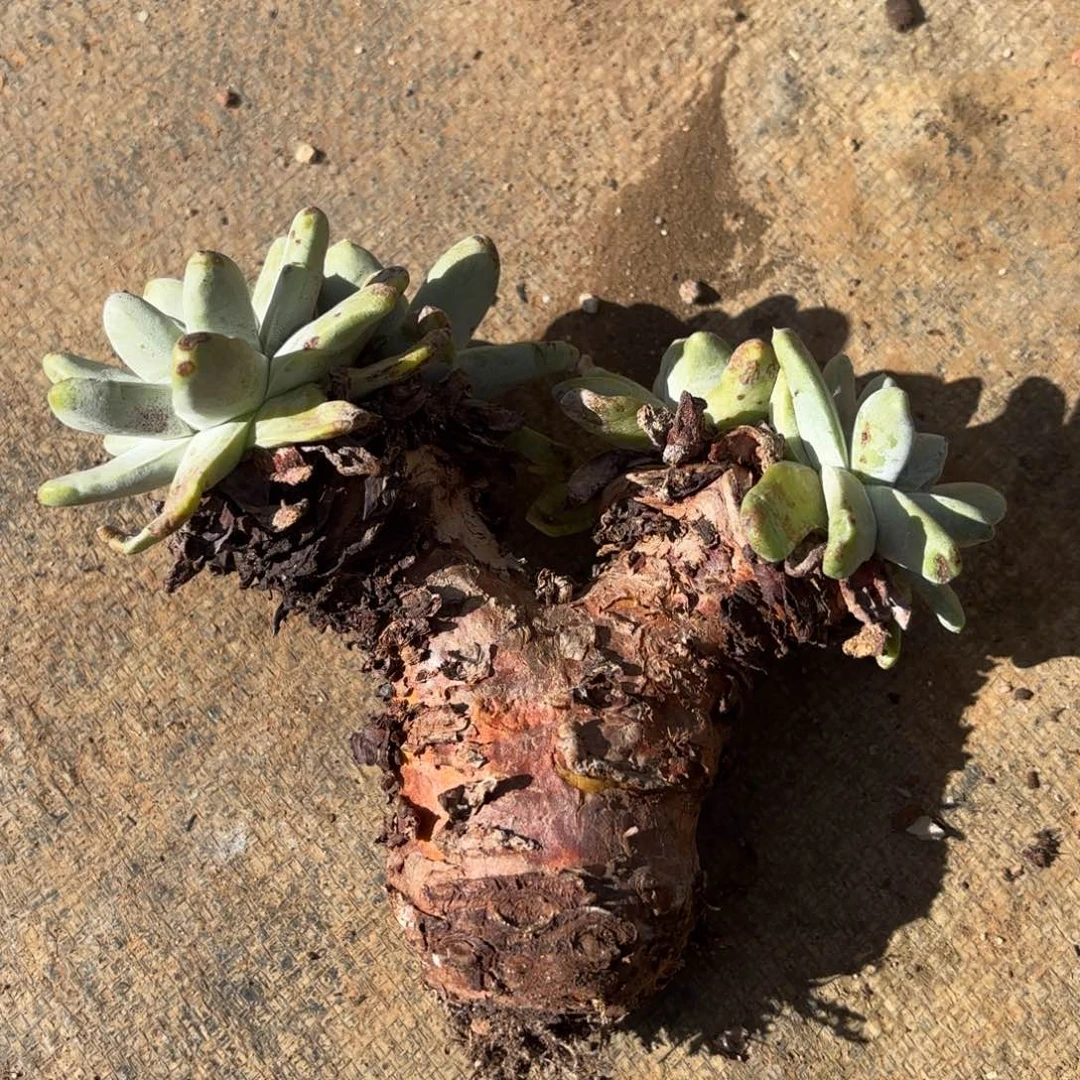 拇指，仙女杯多肉。