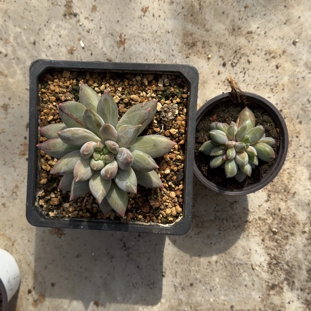 美人杂交 一物一拍