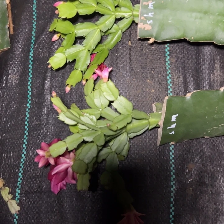 珊瑚梦嫁接多叶片小苗一颗30