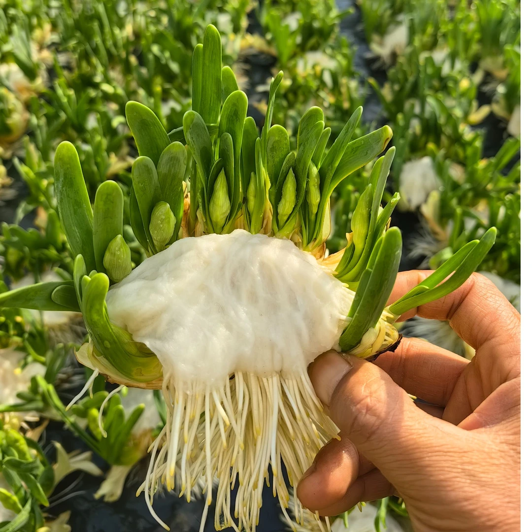 漳州水仙花稀有复瓣雕刻下水矮化带芽带根带花苞