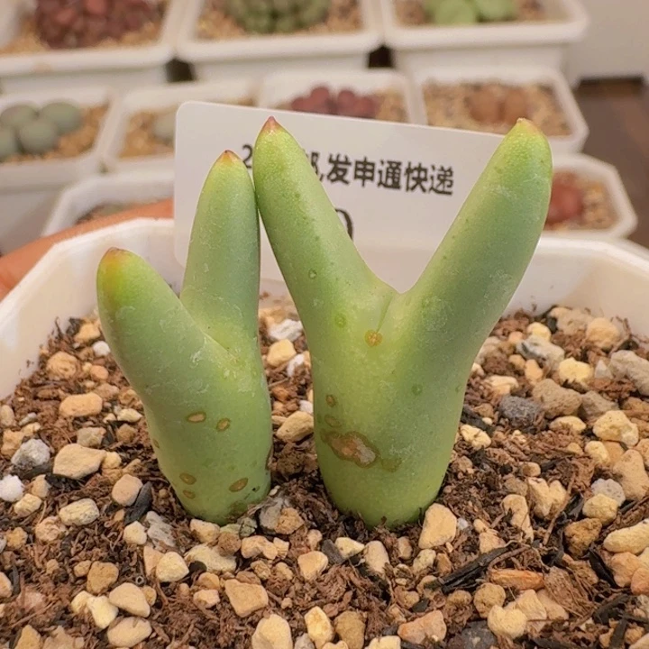 20 sh458皮卡丘。