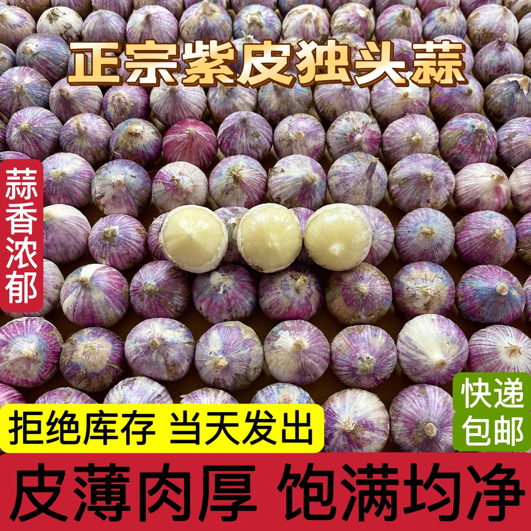 正宗批发农家紫皮独头蒜特大干蒜大蒜头可腌糖醋蒜辛辣一级十足