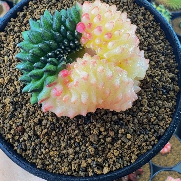 白貘锦000000000000708
