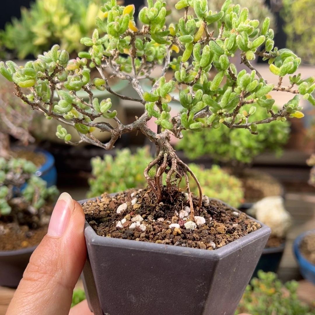 梨岁第二颗 9折。白虎斑锦