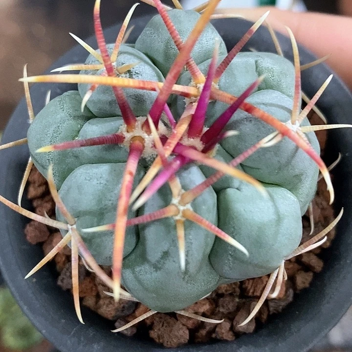 孤品实生优选白肌狂粗刺高木绯冠龙5cm仙人球