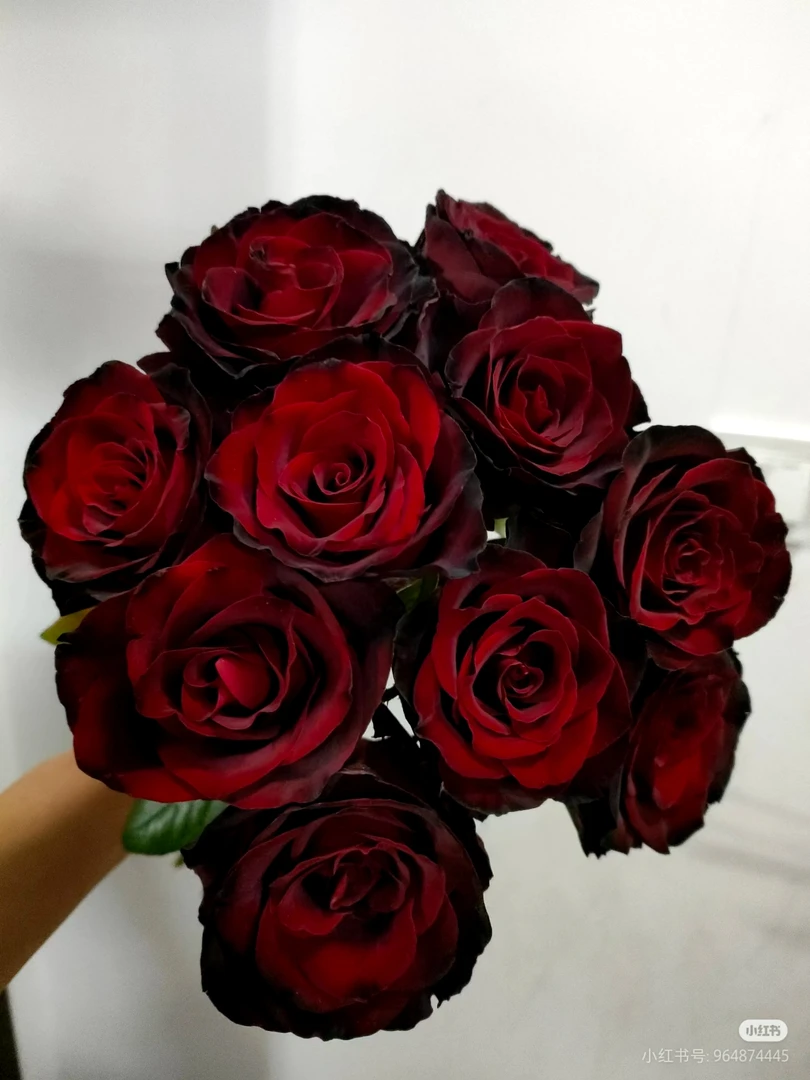 A级黑皮诺玫瑰 10支 两单包邮一单或低温不拍保温冻坏不售后