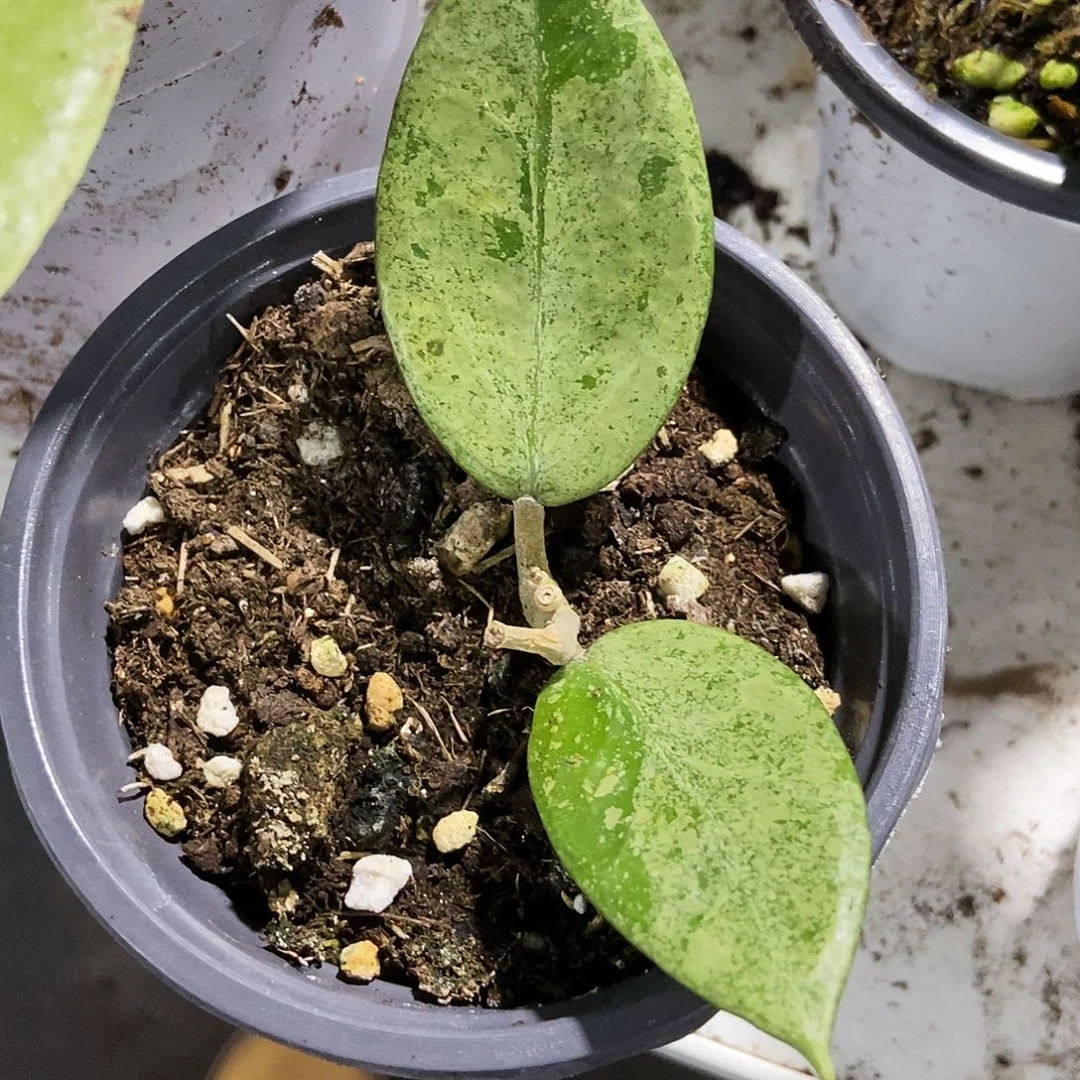 完全开放Pemalang球兰