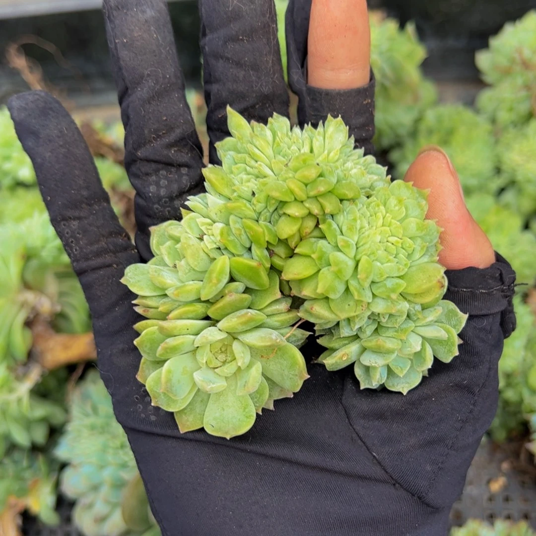 黄粉心冰魄缀微瑕