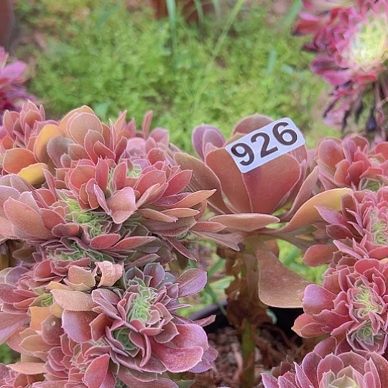 虹****多肉植物一个法师