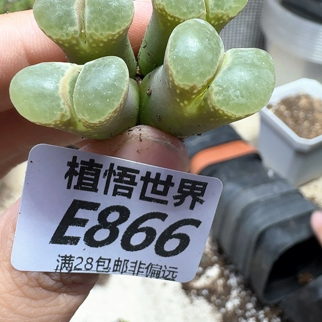 多肉植物的润泽gh