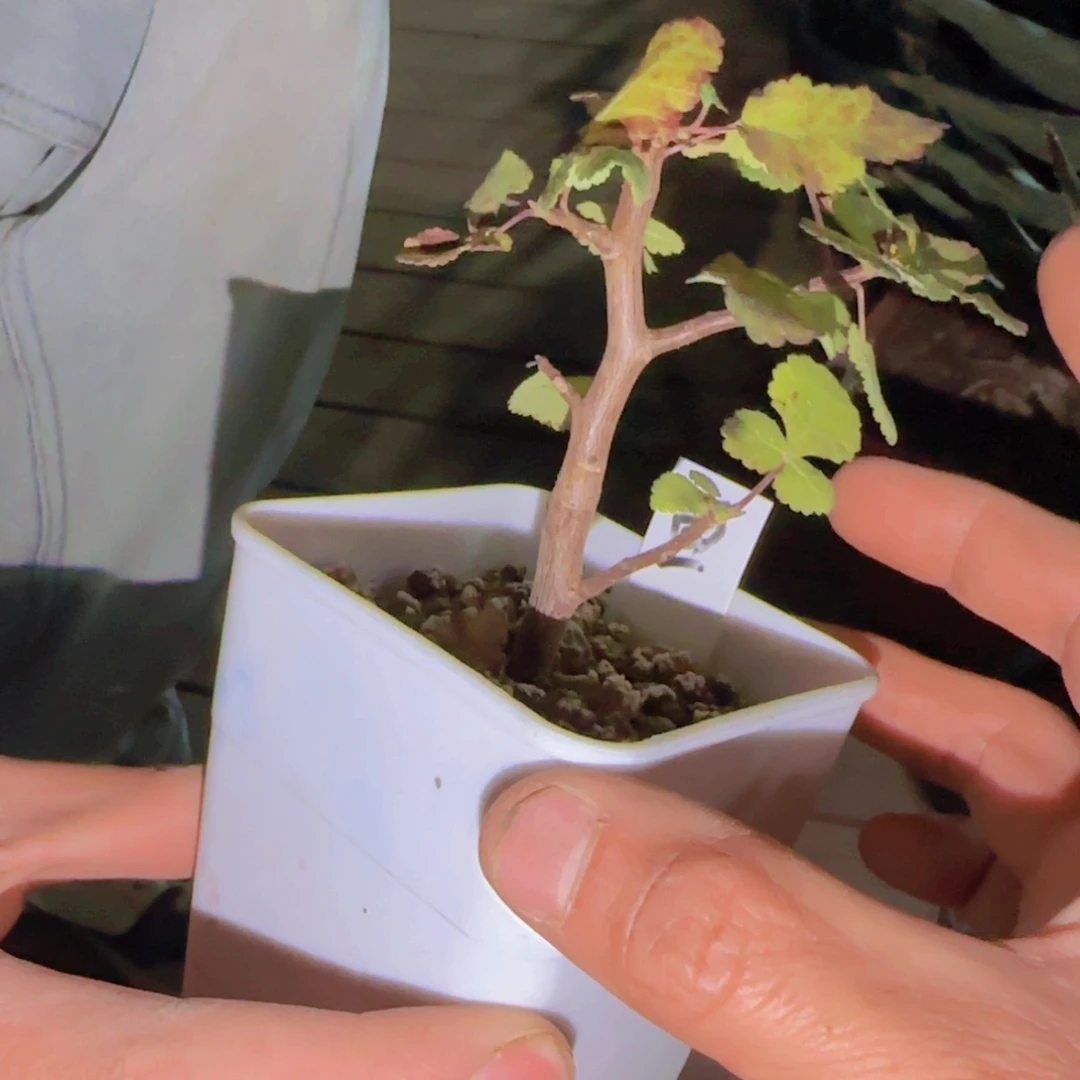 乐*块根植物块根植物块根植物