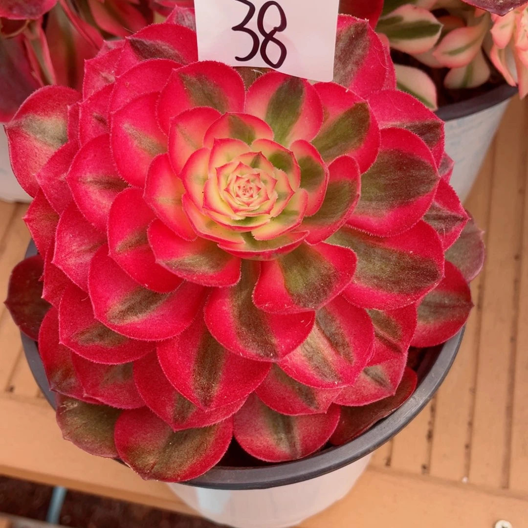 一物一拍多肉法师38