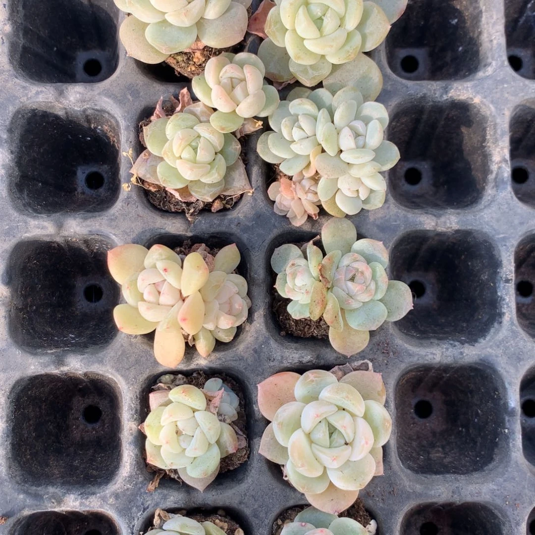 14-6优选翠果一组包邮