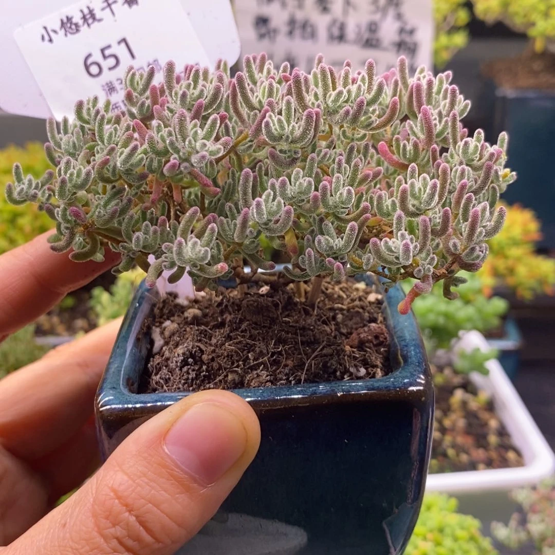 秋***,651冰晶带盆。