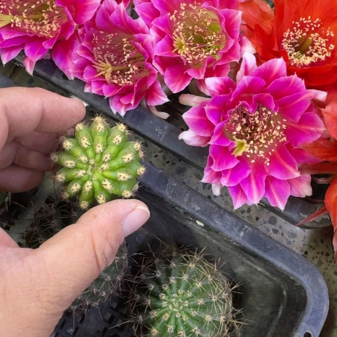 238丽花阿尔特娜歪无根侧牙3公分左右，20包邮