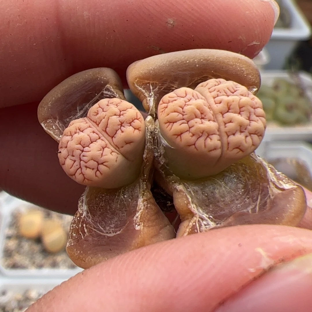 叉*ᐉ0343号189 多肉植物