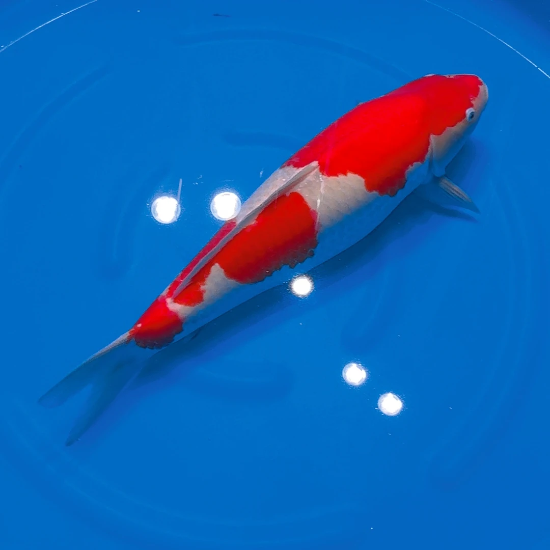 海水鱼红白专拍链接