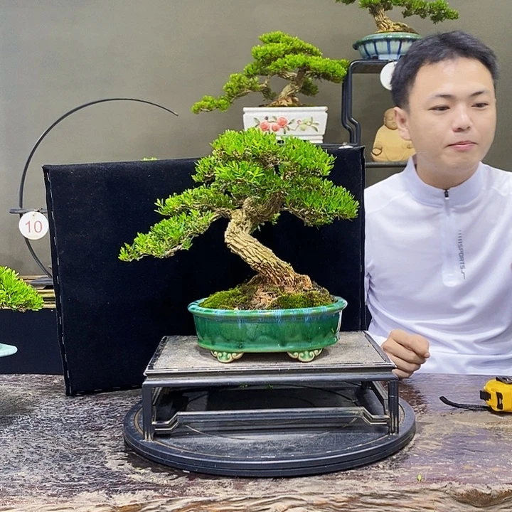 无花朵黄杨盆景基地开播