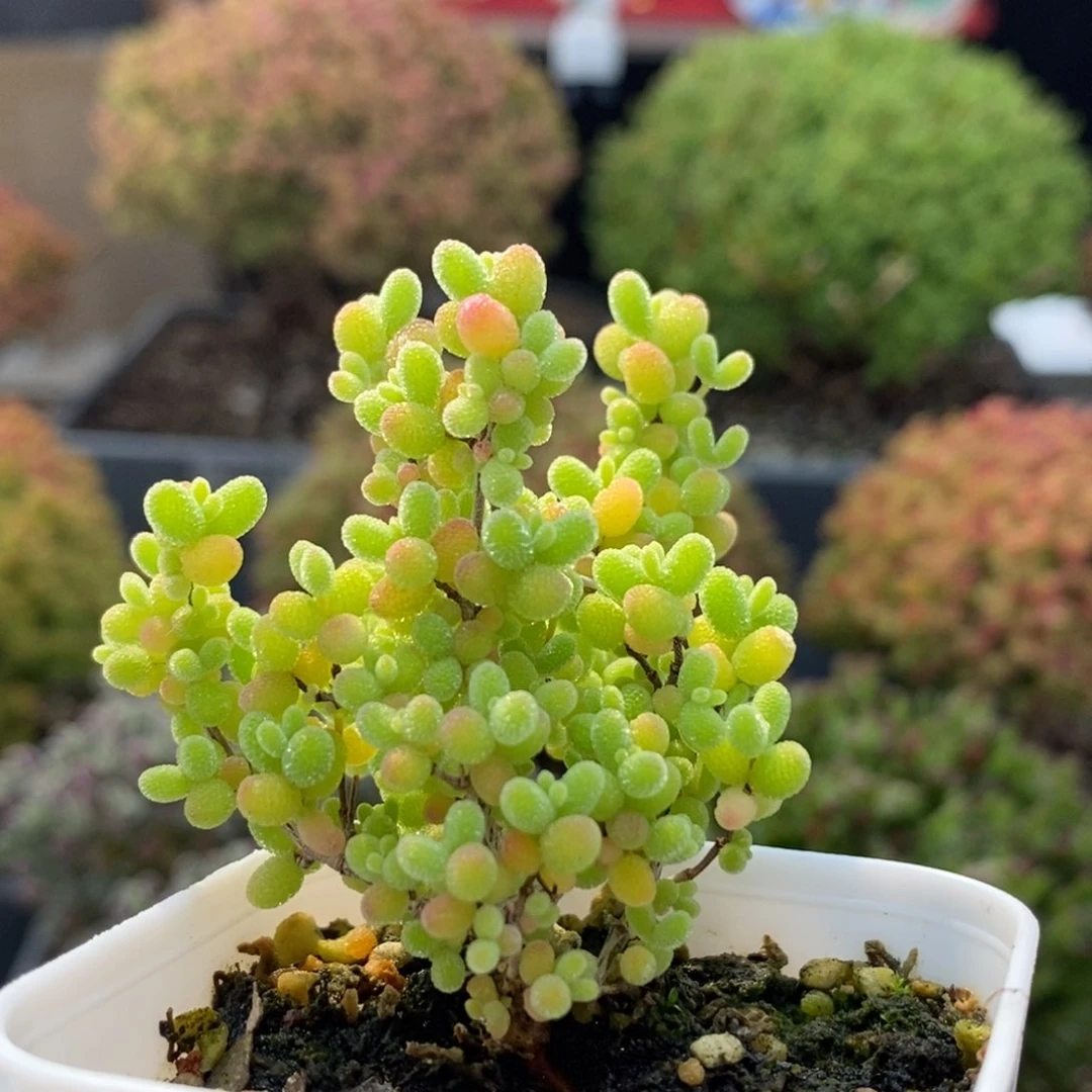 蜜橘糖球6074枝干番杏