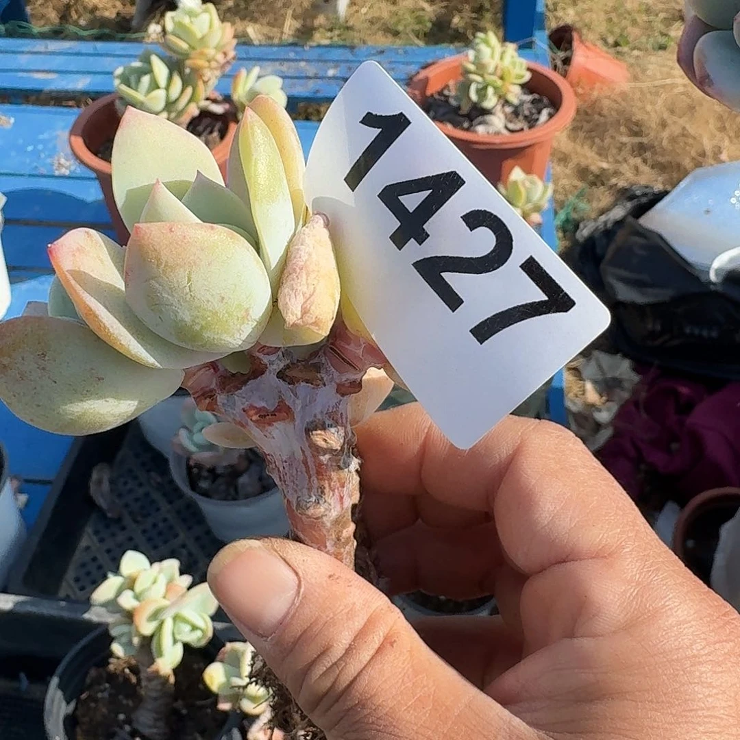 c**b455666665555566666