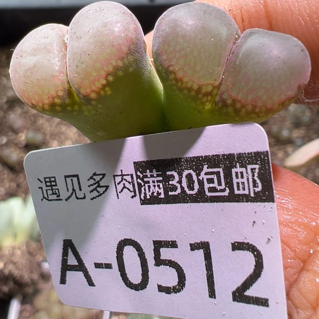 多肉植物1111111111111