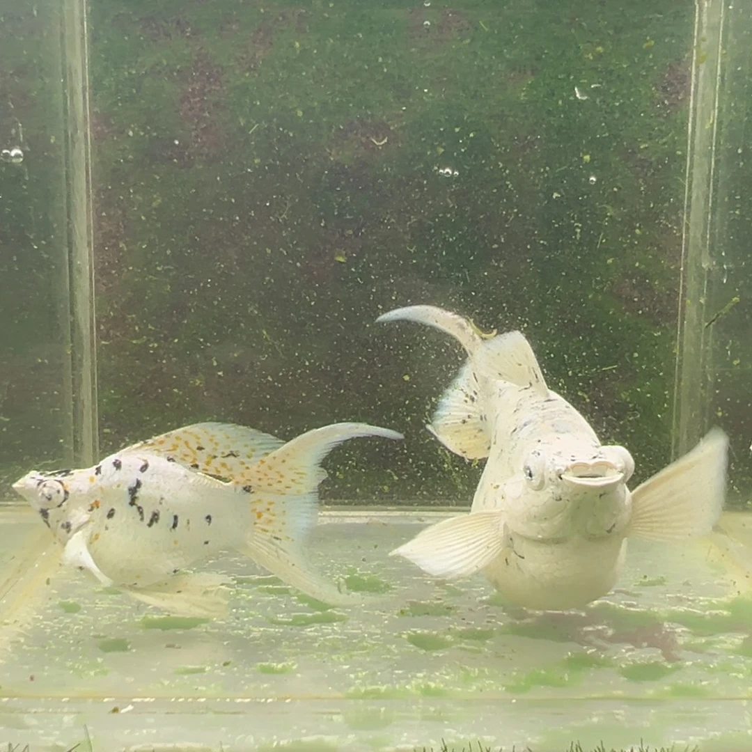 黑玛丽鱼奶牛玛丽一对。